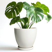 Epfamily 8-Inch White Ceramic Planter Pot with Saucer | Modern Indoor Outdoor Pot for All Houseplants, Flowers & Succulents