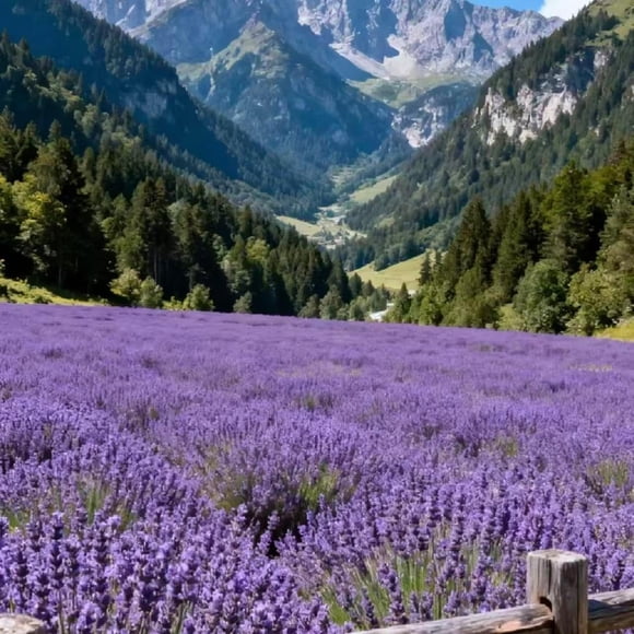 GSDWIUEW Lavender Seeds-10000/20000 Premium Perennial Herb Seeds, Fragrant Drought-Tolerant for Gardens, Landscaping Crafting. (Purple,20000)