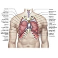 thumbnail image 1 of Anatomie des Poumons Humains Affiche Imprimée in situ (15 x 13), 1 of 1