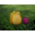 thumbnail image 2 of Bonin, Suzanne 24x19 Black Ornate Wood Framed with Double Matting Museum Art Print Titled - Yellow Purple Tulips, 2 of 4