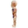 thumbnail image 2 of Juguete De Anatomía Del Cuerpo Humano, 9.4in Modelo De Cuerpo Humano Human Eco Amigable Para La Escuela, 2 of 8