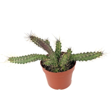 Green, Purple Lady Finger Cactus Echinocereus Pentalophus Live Plants in 4in Pot, Excellent for Hanging Baskets