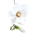 thumbnail image 1 of Flmtop 1Pc Wedding Hotel Artificial Magnolia Silk Cloth Flower Party Home Decoration, 1 of 1