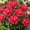 E, variant on 2 Peony Roots-Low‑Maintenance, Easy‑Grow for Garden Beds,Borders,Plant Pots & Planters