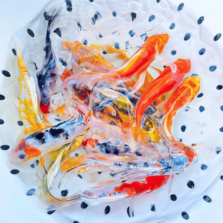 Butterfly Fin Koi by Toledo Goldfish