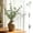 3Pcs Artificial Green Leafs Branch Pi Under $5 a1, variant on CQCYD 3 Styles Artificial Green Leafs Branch Picks, Fabric and Plastic Faux Greenery Sprigs, Realistic Vase Filler Stems for Wedding Indoor Table Decor