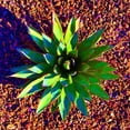 thumbnail image 3 of Grayscale 12x12 Black Modern Framed Museum Art Print Titled - Aloe Burst II, 3 of 5