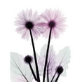 thumbnail image 3 of Koetsier, Albert 15x18 Black Modern Framed Museum Art Print Titled - Gerbera-B23-Color, 3 of 5