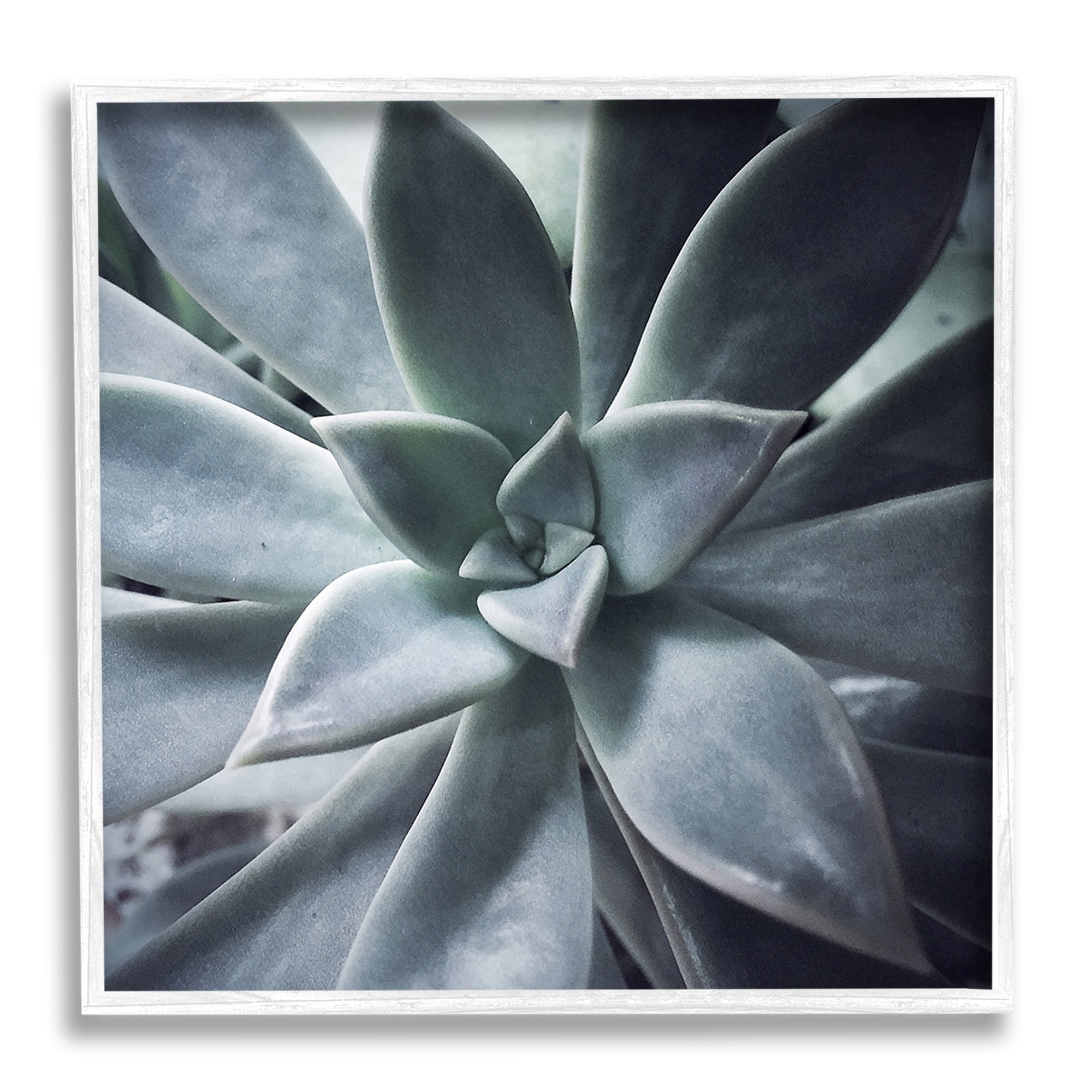 Stupell Industries Modern Succulent Close Up Plant Life Botanical Photograph White Framed Art Print Wall Art, Design by unknown
