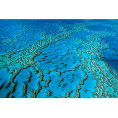 Great barrier reef essay