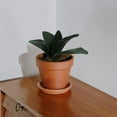 thumbnail image 2 of Rama de orquídea Phalaenopsis con hojas y tallos para decoración del hogar y la oficina (verde), 2 of 8