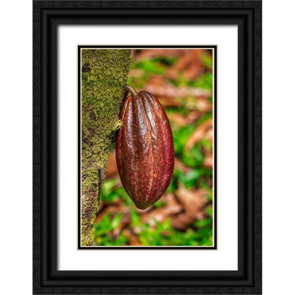 Engelbrecht, Lisa S. 17x24 Black Ornate Wood Framed with Double Matting Museum Art Print Titled - Cacao fruit