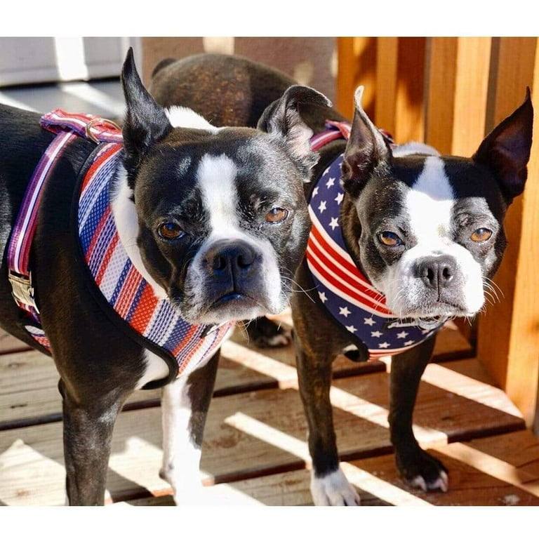 Dog harness for clearance french bulldog