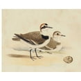 thumbnail image 2 of Meyer, H.L. 32x26 Black Ornate Wood Framed with Double Matting Museum Art Print Titled - Meyer Shorebirds V, 2 of 4