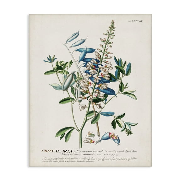 Stupell Industries Transitional Flowers And Leaves Vintage Design Canvas Art, 16 x 20, by Unknown Artist