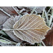 Peel-n-Stick Poster of Hoarfrost Frost Ice Crystal Frozen Winter Cold Poster 24x16 Adhesive Sticker Poster Print