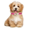 Dog Collar Pet Dog Chain Cat Collar Adjustable Dog Collar Flash Dog