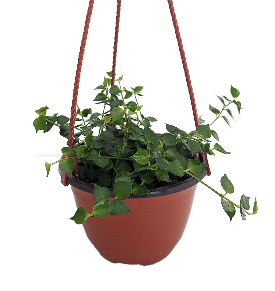 Million Hearts Plant Dischidia ruscifolia 5&quot; Pot