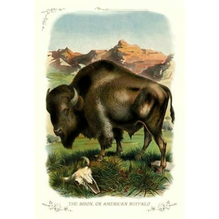 Unknown Buffalo - The Bison or American Buffalo 1900 Poster Print by Unknown