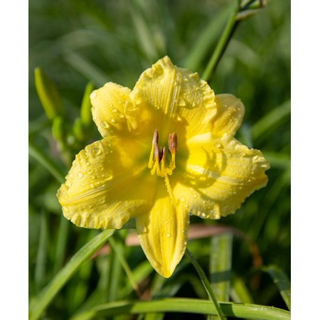 Big Time Happy Reblooming Daylily - 3 Root Divisions