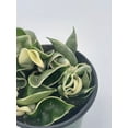 thumbnail image 5 of Variegated Hindu Rope, Hoya Compacta Carnosa, Very Rare Limited Live Plant, in 4 inch Pot, 5 of 8