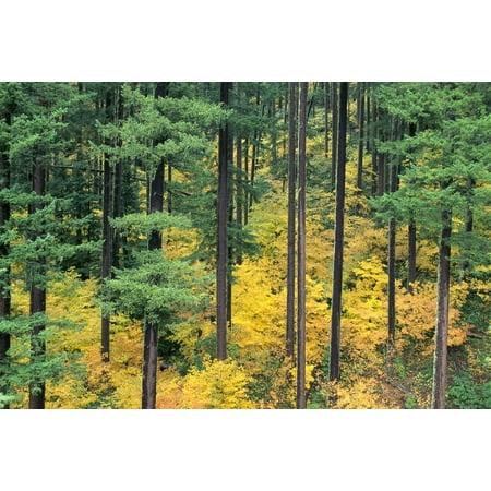 Oregon Willamette National Forest Vine Maple And Douglas Fir Trees In Fall Green And Yellow Colors A24B Stretched Canvas - Greg Vaughn  Design Pics (38 x