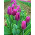 thumbnail image 6 of TomorrowSeeds - Purple Triumph Dutch Tulip Bulbs - 25 Bulbs - For 2025 Planting Dutch Grown Tulips, 6 of 9