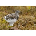 thumbnail image 2 of Jaynes Gallery 18x13 White Modern Wood Framed Museum Art Print Titled - USA-Montana-Glacier National Park White-tailed ptarmigan in autumn, 2 of 4