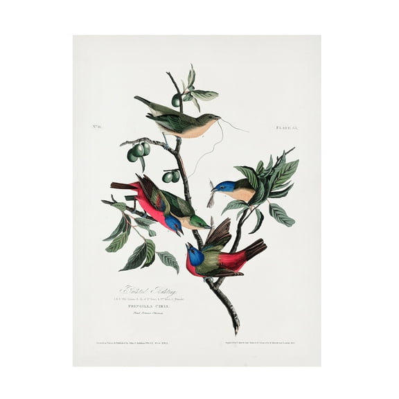 Trademark Fine Art Pictufy Painted Finch From Birds of America 1827 Canvas Wall Art