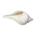 thumbnail image 2 of Puja Sankha | White Conch Shells (Pack of 1) By Indian Collectible, 2 of 4