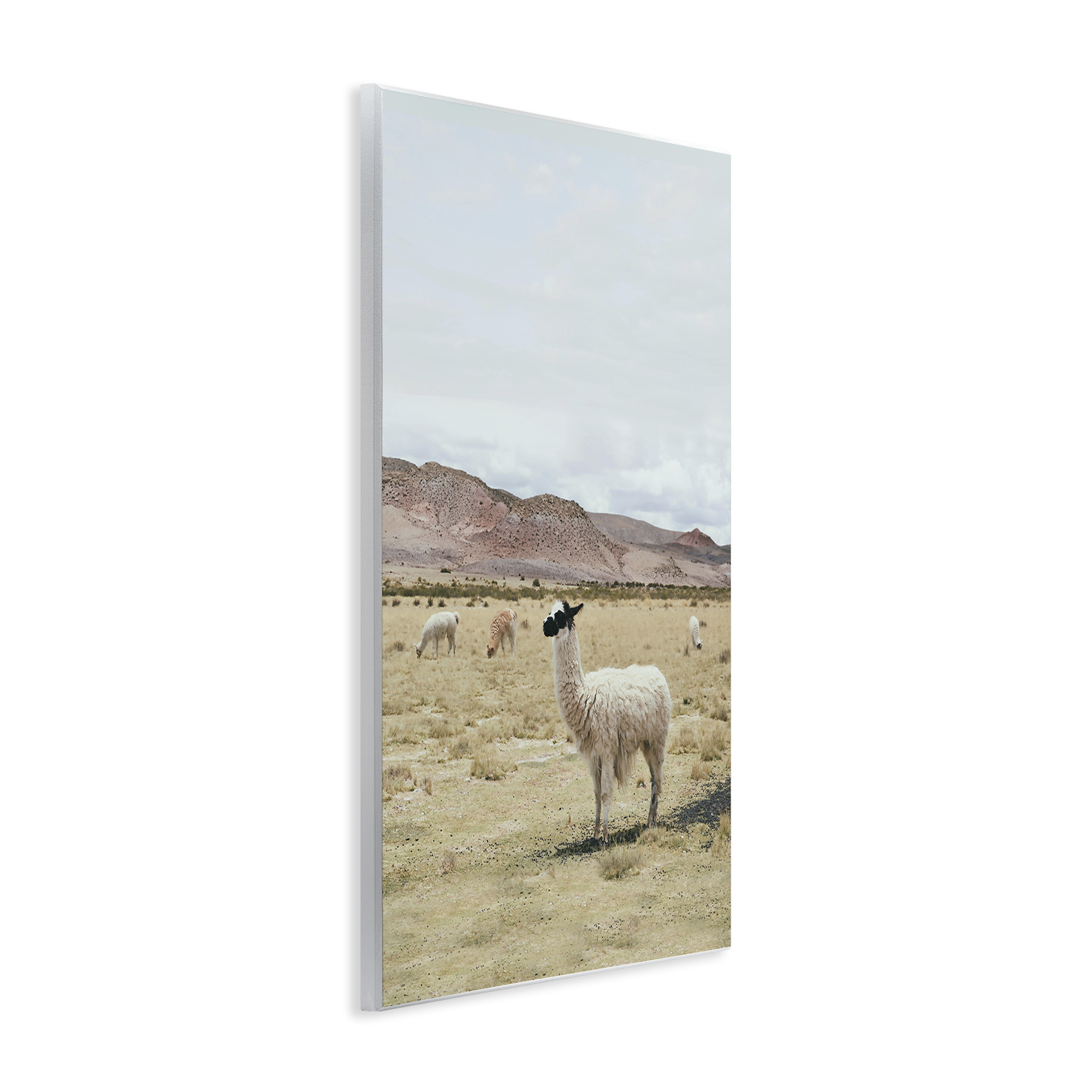 Stupell Industries Wild Alpacas in Desert Animals Photography Unframed Art Print Wall Art, 13 x 19