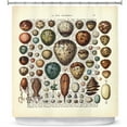 thumbnail image 1 of Shower Curtains 70" x 84" from DiaNoche Designs by Madame Memento - Eggs Collection, 1 of 1