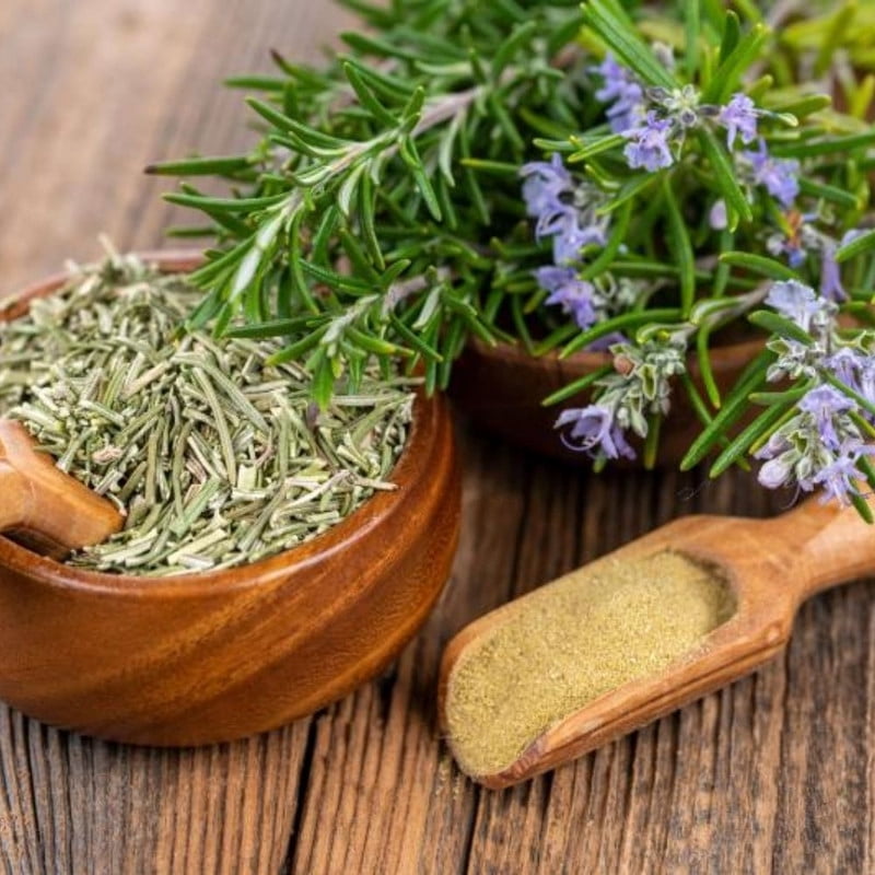 Rosemary Potted Live Plant, 4 Inch Compact Green Plant, Vibrant Rosemary for Patio or Indoor Growing Perennial