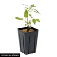 thumbnail image 4 of Taiga Clematis Clematis Vine, Bare Root Flowering Starter Perennial Plant, 1 plant per offer, 4 of 4