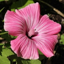 Rose Mallow Seed - Lavatera Trimestris Tanagra Flower Seeds - 2000 Seeds