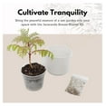 thumbnail image 4 of Jacaranda Tree Starter Kit - Blue Flowering Tree, 3 Inch Pot with White Ceramic Planter & Sand Topper - Indoor Bonsai Growing Kit for Beginners, 4 of 9