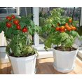 thumbnail image 3 of GSDWIUEW Seeds Indoor Tomato Dwarf in Pot Red Early Heirloom Vegetable for Planting, 3 of 8