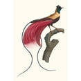 thumbnail image 2 of Jacques Barraband 13x18 Black Ornate Wood Framed Double Matted Museum Art Print Titled - The Bird of Red Paradise. (1806), 2 of 5