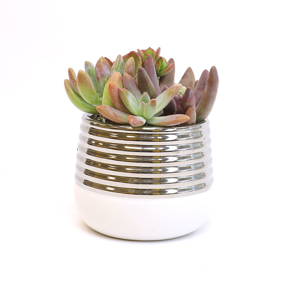 Altman Plants 5' Succulent Garden Live Plant with Silver Pot