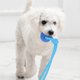 thumbnail image 4 of Cuerda Interactiva Para Que Los Cachorros Muerdan, Juguete Masticable Portátil Para Molares Con Gran Resistencia, 4 of 4