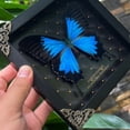 thumbnail image 3 of Real Blue Winged Framed Butterfly Shadow Box Art, Insect Square Black Frame Curiosity Display, Dark Aesthetic Tabletop or Wall Hanging Home Décor K16-28-NEM, 3 of 7