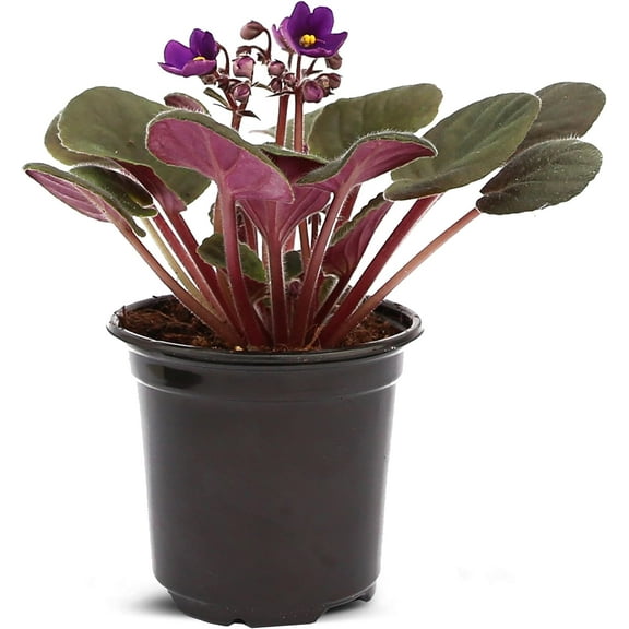 Live Purple Shade Violets, Blooming Housewarming Gift, Birthday Gift, Father's Day Gift, Plant Lover Gift, Sympathy Gift, Flowering Small Houseplant, Fully Rooted Indoor Plant in 4" Pot