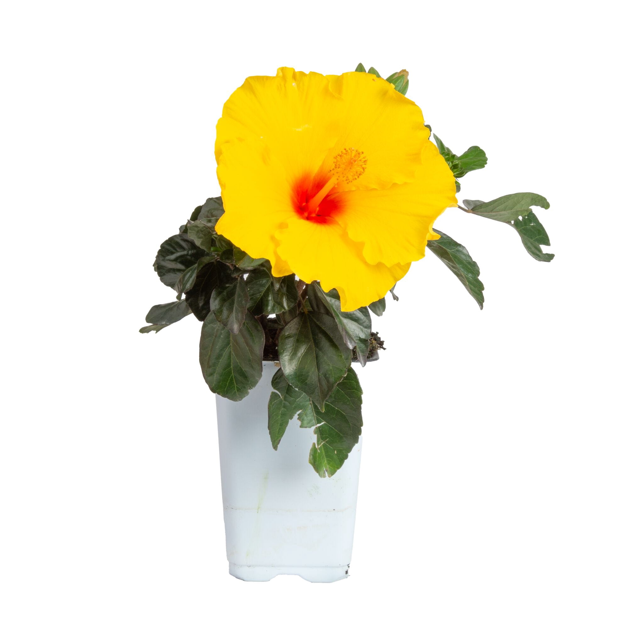 Island Blooms Live Indoor 14in. Tall Hibiscus Plant in 5in. Grower's pot