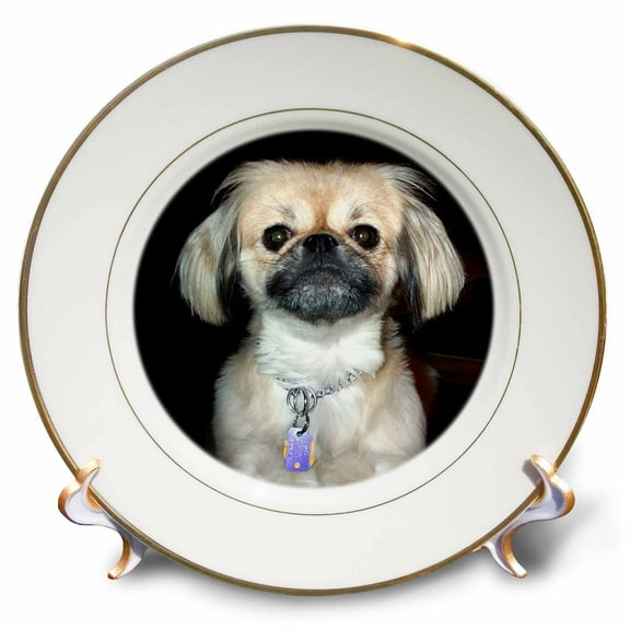 3dRose, Pekingese, 8 inch Porcelain Plate