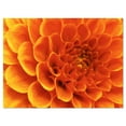 thumbnail image 2 of Large Orange Flower and Petals - Floral Canvas Art Print, 2 of 3