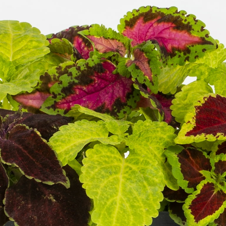 Expert Gardener 4-Pack Multicolor Coleus Live Annual Plant Shade