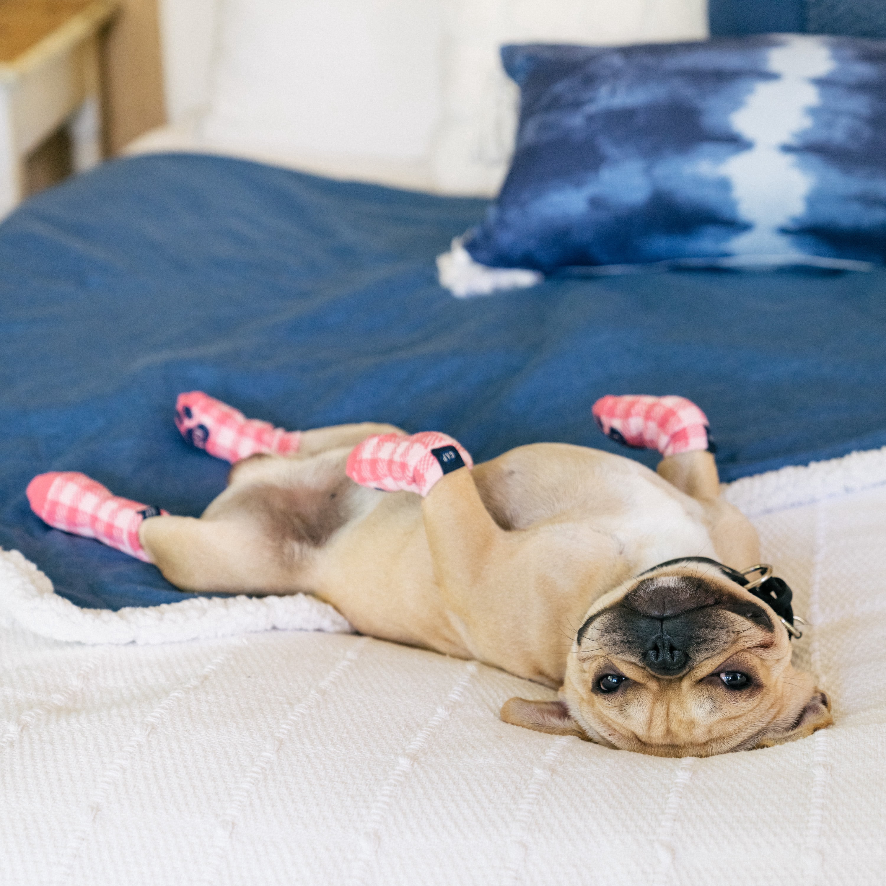 Gap Pet, Dog Clothes, Plaid Paw Logo Dog Socks, Pink
