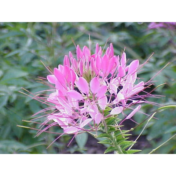 Seedville 200 Rose Queen Cleome Spider Flower Seeds