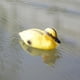 thumbnail image 5 of Adorno de Piscina de Estanque de Estanque de Disuasión de Jardín de Señuelo de Pato Flotante de 4 Piezas Macarena Decorativo flotante de patos, 5 of 8