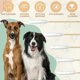 thumbnail image 3 of 100 Pack Large Cotton Swabs for Pet Ear Cleaning - 6" Soft and Gentle Swabs, 3 of 5